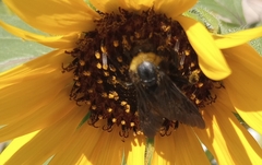 Apinae