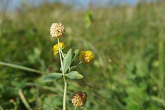 Trifolium aureum