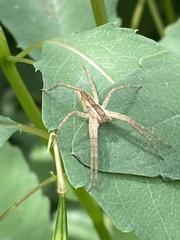 Pisaurina mira