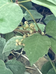 Toxicodendron