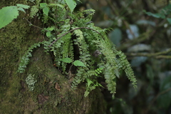Asplenium dregeanum