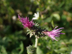Carduus crispus