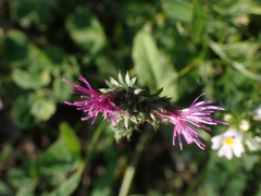 Carduus crispus