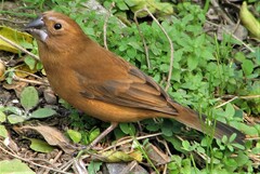 Cyanoloxia brissonii