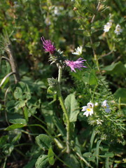Carduus crispus