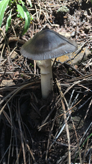 Amanita pachycolea