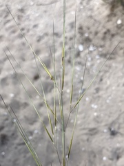 Aristida tuberculosa