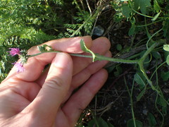 Carduus crispus