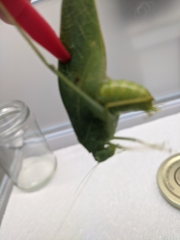 Microcentrum rhombifolium