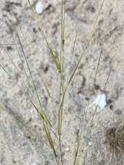 Aristida tuberculosa