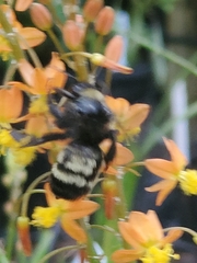 Bombus pensylvanicus