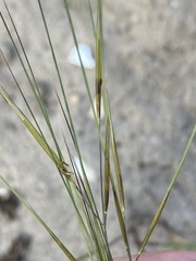 Aristida tuberculosa