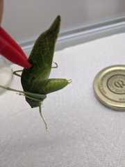 Microcentrum rhombifolium
