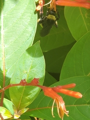 Bombus pensylvanicus