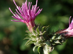 Carduus crispus