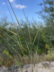 Aristida tuberculosa