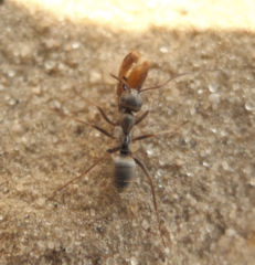 Formica cinerea