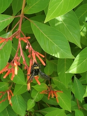 Bombus pensylvanicus