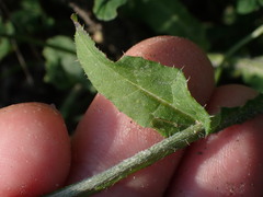 Carduus crispus