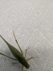 Microcentrum rhombifolium