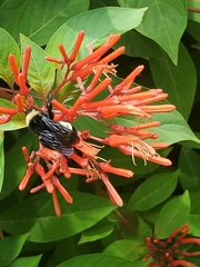 Bombus pensylvanicus
