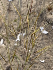 Aristida tuberculosa