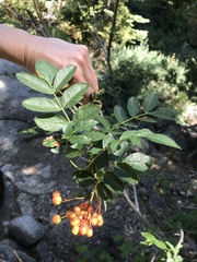 Sorbus scopulina