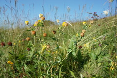 Trifolium aureum