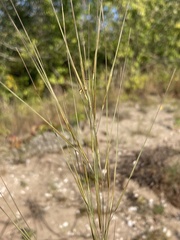 Aristida tuberculosa