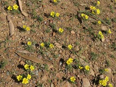 Moraea fugacissima