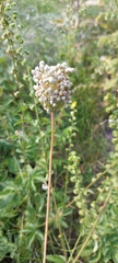 Allium rotundum