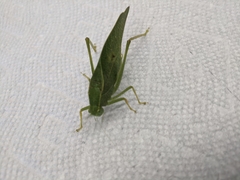 Microcentrum rhombifolium