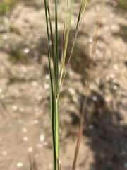 Aristida tuberculosa