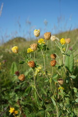 Trifolium aureum