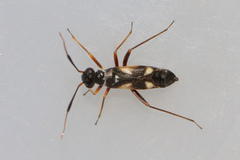 Globiceps flavomaculatus