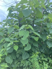 Gmelina arborea
