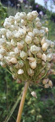 Allium rotundum