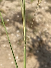 Aristida tuberculosa