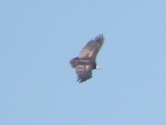 Trigonoceps occipitalis