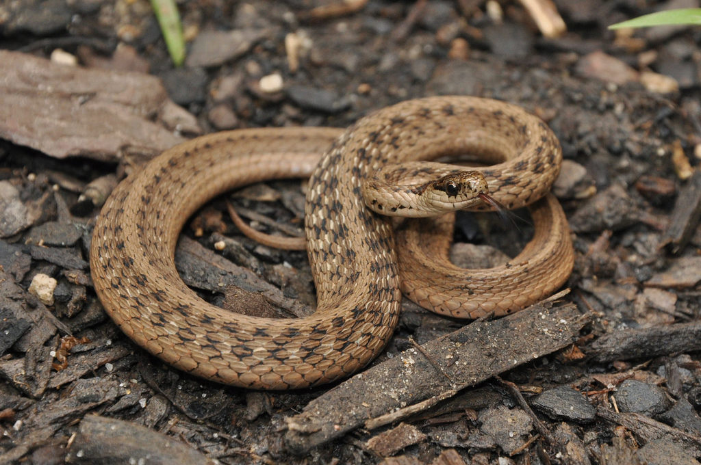 Dekay&#39;s Brownsnake (Snakes of Katy Texas) · iNaturalist