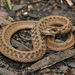 Dekay's Brownsnake - Photo (c) johnwilliams, some rights reserved (CC BY-NC)