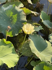 Nelumbo lutea