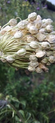 Allium rotundum