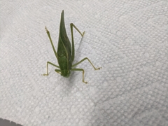Microcentrum rhombifolium
