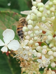 Apis mellifera