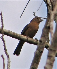 Cyanoloxia brissonii