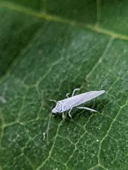 Coniopterygidae
