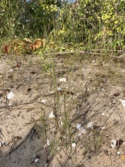 Aristida tuberculosa