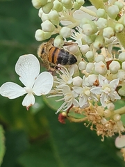 Apis mellifera