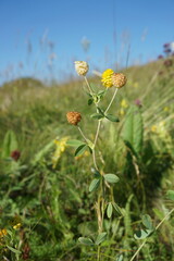 Trifolium aureum
